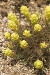 Castilleja arachnoidea