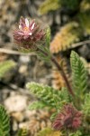 Henderson's Horkelia blossom & foliage detail