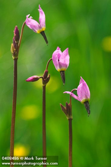 Dodecatheon alpinum