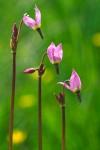 Dodecatheon alpinum