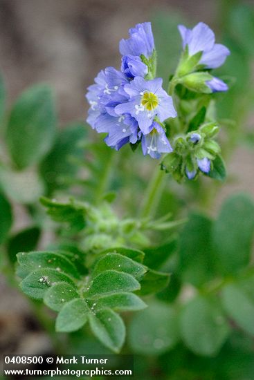 Polemonium californicum