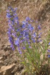 Purple Penstemon