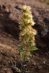 Phacelia heterophylla