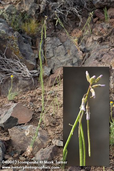 Arabis puberula