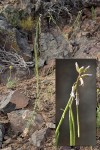 Hoary Rockcress