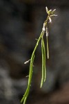 Hoary Rockcress blossoms & immature siliques