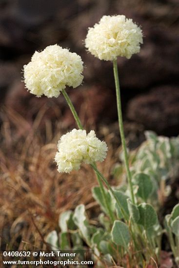 Eriogonum ovalifolium var. purpureum