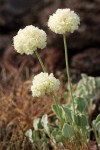 Cushion Buckwheat blossoms & foliage detail