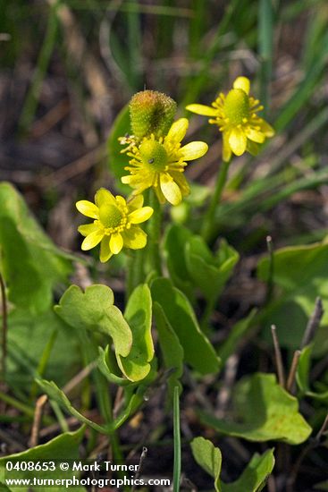 Ranunculus cymbalaria