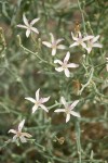 Narrowleaf Wirelettuce blossoms