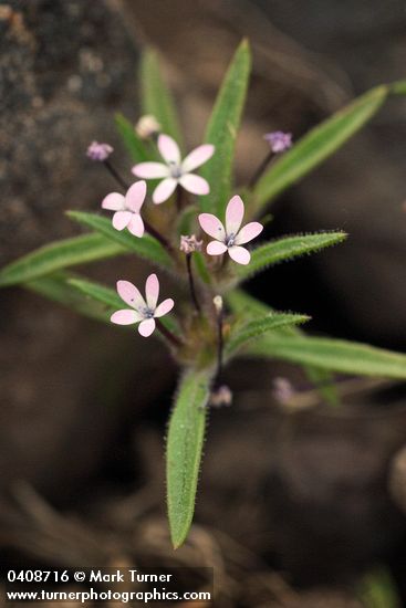 Gilia sinistra