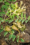 Astragalus lentiginosus