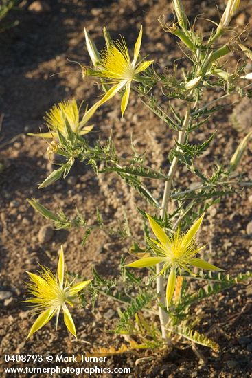 Mentzelia laevicaulis