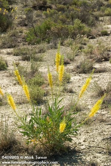 Stanleya pinnata