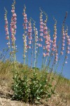 Palmer's Penstemon against blue sky