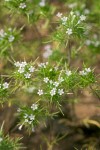 Mountain Navarretia