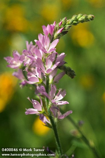 Sidalcea neomexicana