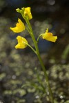 Utricularia macrorhiza