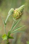 Plumed Clover blossom & foliage