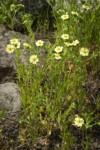 Potentilla recta