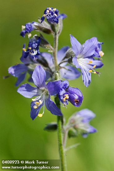 Polemonium occidentale