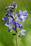 Polemonium occidentale