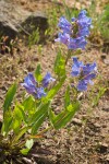 Penstemon pennellianus