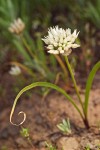 Allium brandegeei