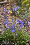 Penstemon attenuatus