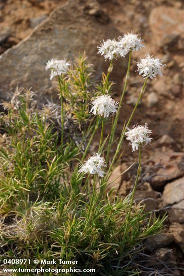 Arenaria congesta