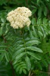 Cascade Mountain-ash blossoms & foliage