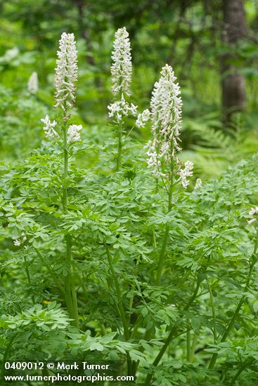 Corydalis caseana