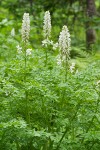 Sierra Corydalis