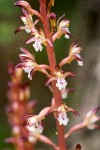 Spotted Coralroot blossoms