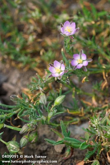 Spergularia rubra