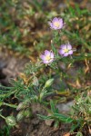 Spergularia rubra