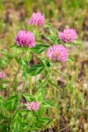 Trifolium pratense