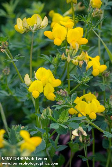 Lotus corniculatus