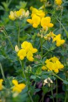 Bird's-foot Trefoil blossoms & foliage detail