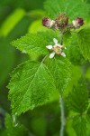 Rubus leucodermis