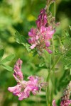 Saintfoin blossoms & foliage detail