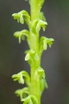 Short-spurred Rein Orchid blossoms detail