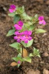 Cusick's Monkey Flower