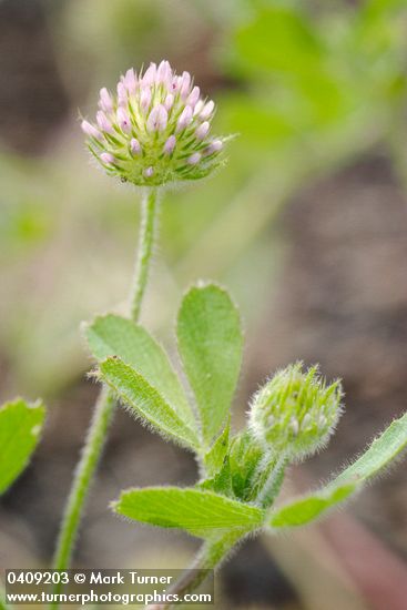 Trifolium microcephalum