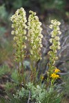 Pedicularis contorta