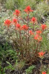 Linear-leafed Paintbrush