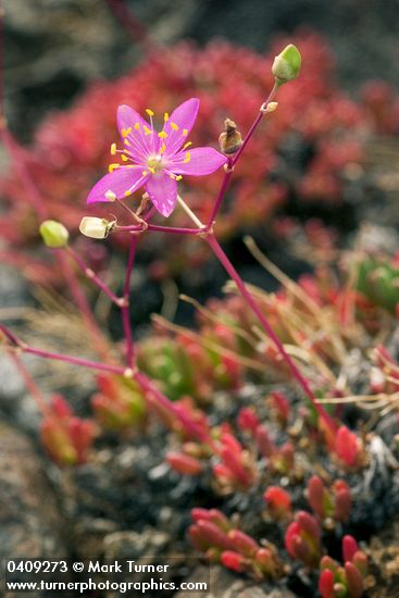 Talinum spinescens (Phemeranthus spinescens)