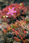 Spiny Fameflower blossom