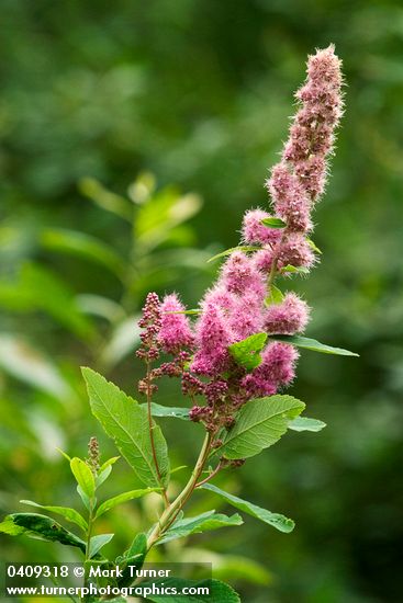 Spiraea douglasii