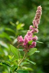 Spiraea douglasii